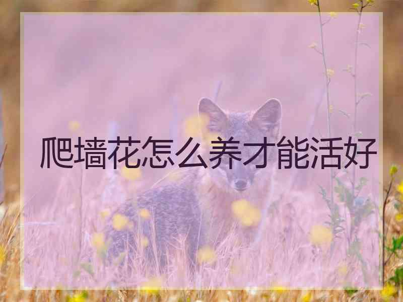 爬墙花怎么养才能活好