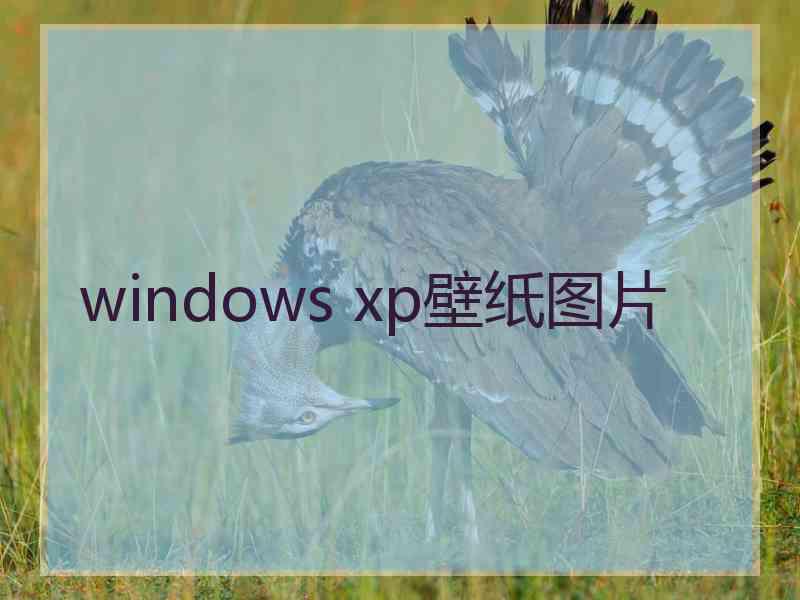 windows xp壁纸图片