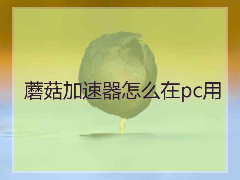 蘑菇加速器怎么在pc用