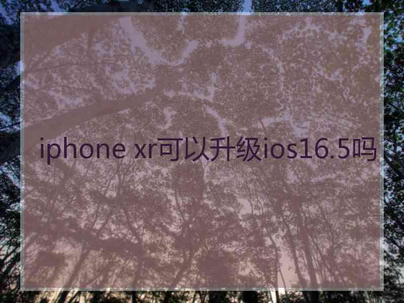 iphone xr可以升级ios16.5吗