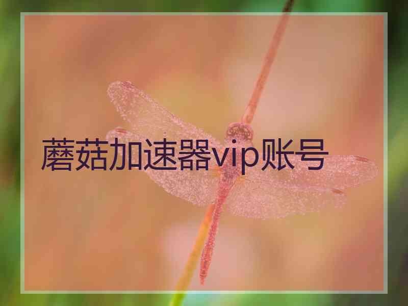 蘑菇加速器vip账号