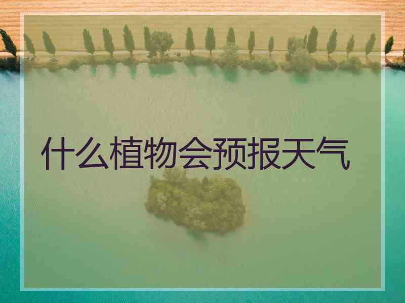 什么植物会预报天气