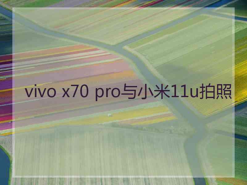 vivo x70 pro与小米11u拍照