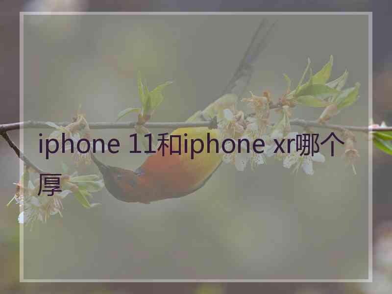 iphone 11和iphone xr哪个厚