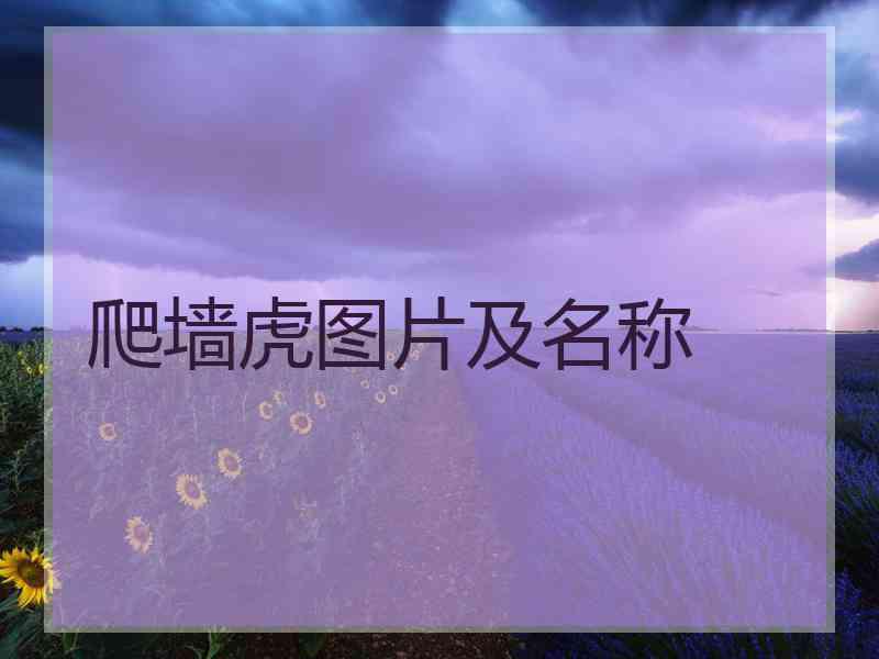 爬墙虎图片及名称