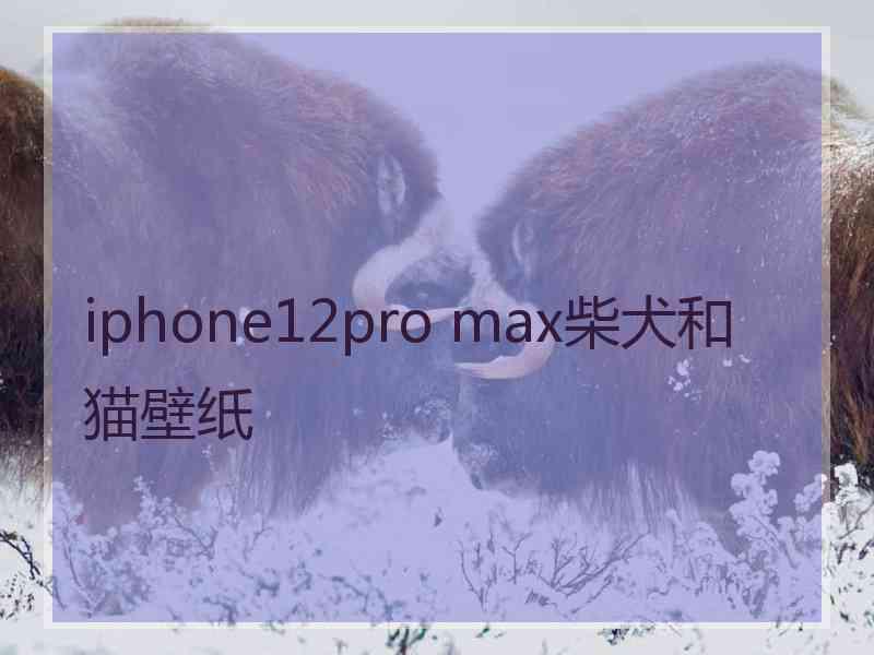 iphone12pro max柴犬和猫壁纸