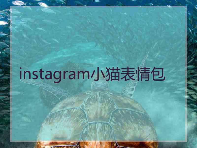 instagram小猫表情包