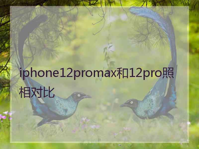 iphone12promax和12pro照相对比