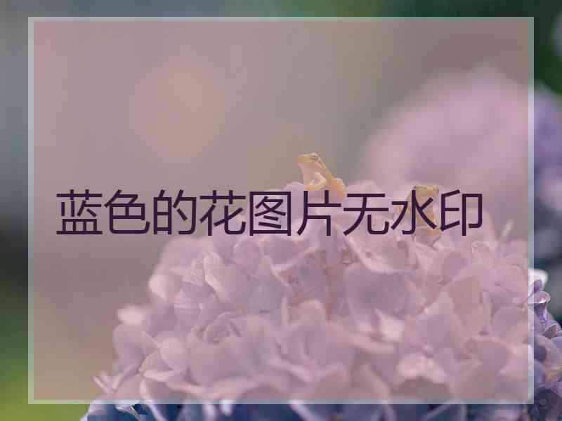 蓝色的花图片无水印