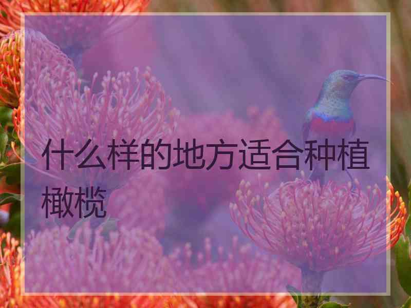 什么样的地方适合种植橄榄