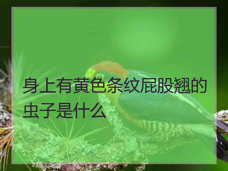 身上有黄色条纹屁股翘的虫子是什么