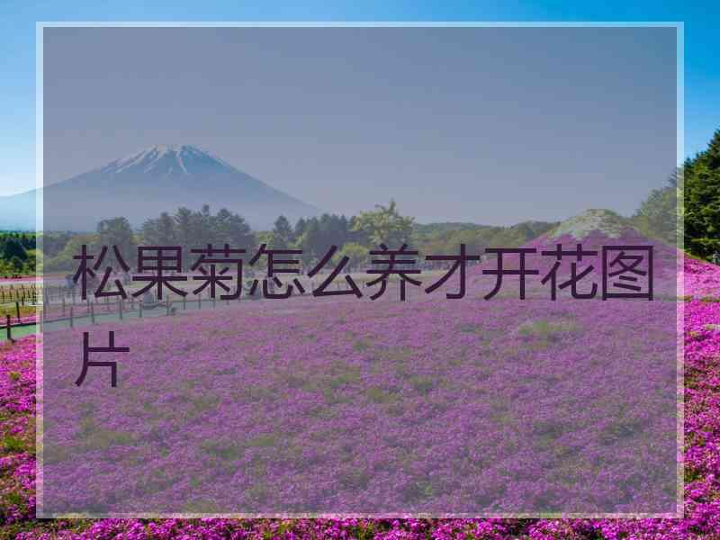 松果菊怎么养才开花图片