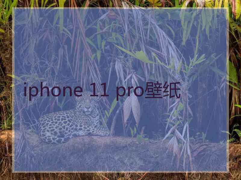 iphone 11 pro壁纸