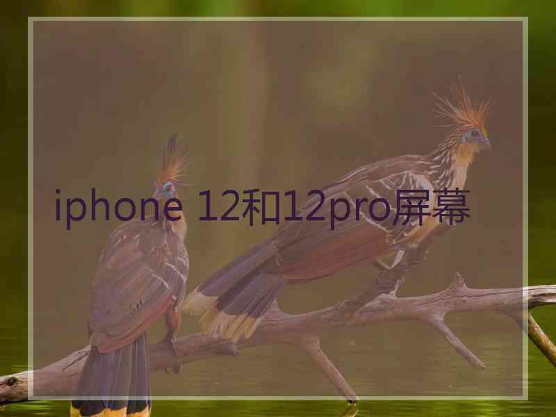 iphone 12和12pro屏幕