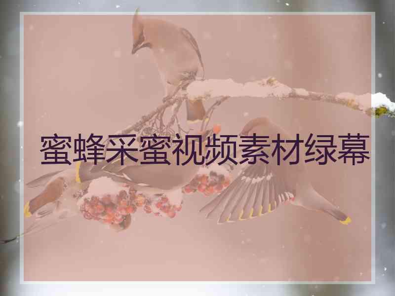 蜜蜂采蜜视频素材绿幕