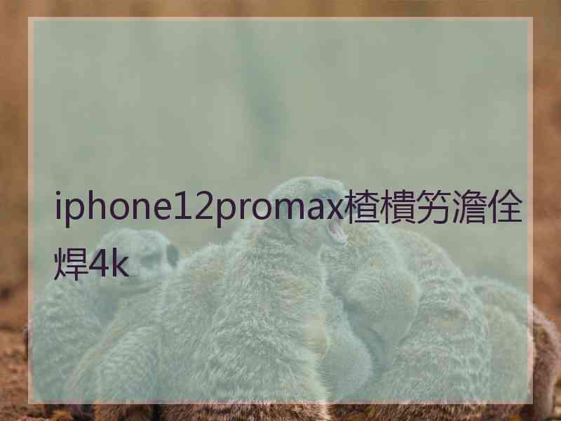 iphone12promax楂樻竻澹佺焊4k