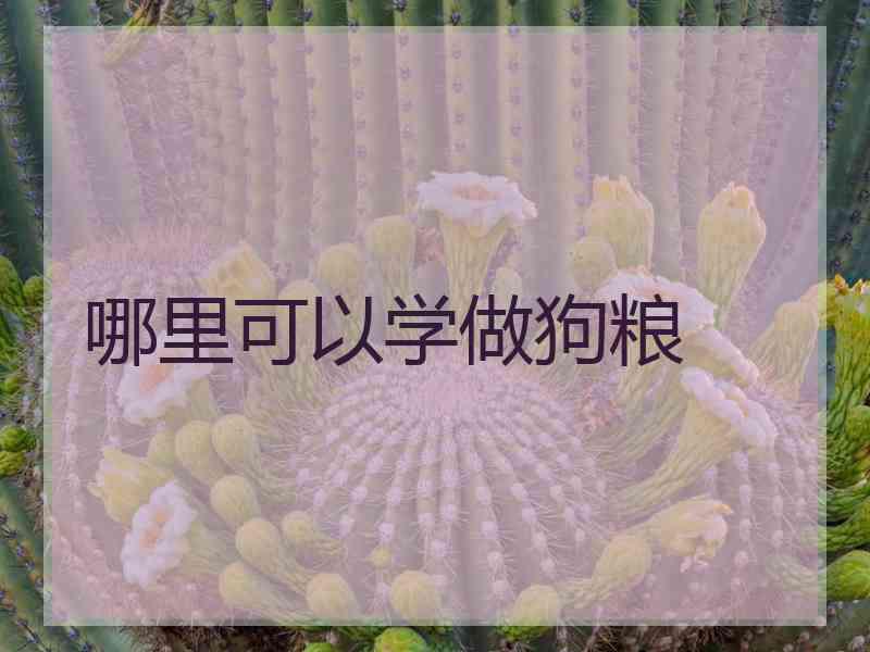 哪里可以学做狗粮