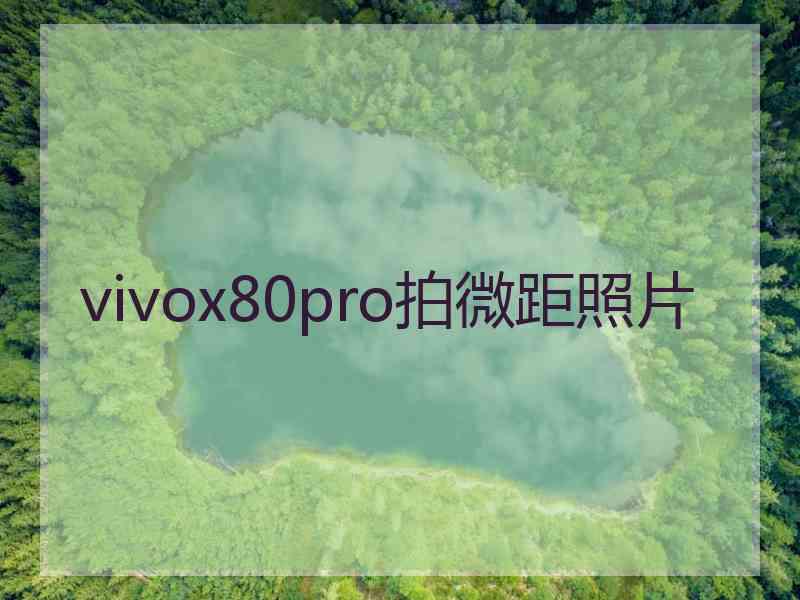 vivox80pro拍微距照片