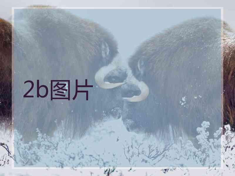 2b图片