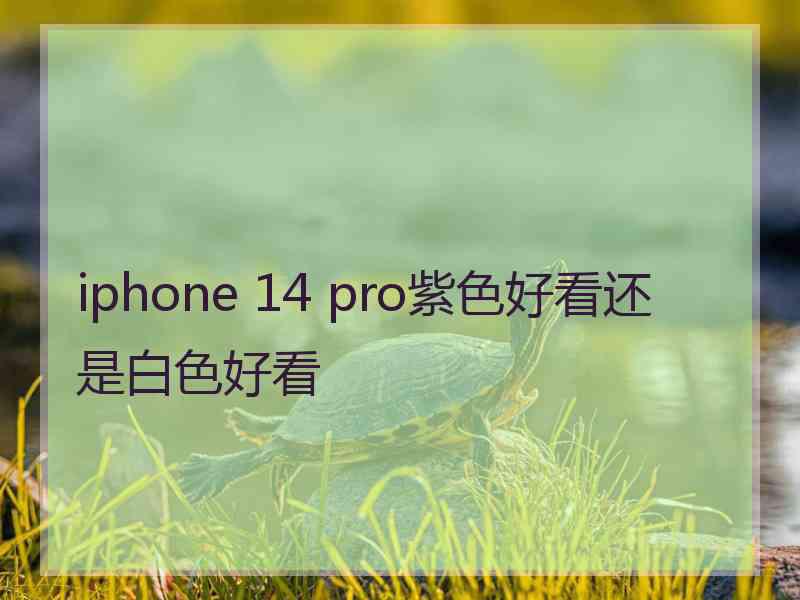 iphone 14 pro紫色好看还是白色好看