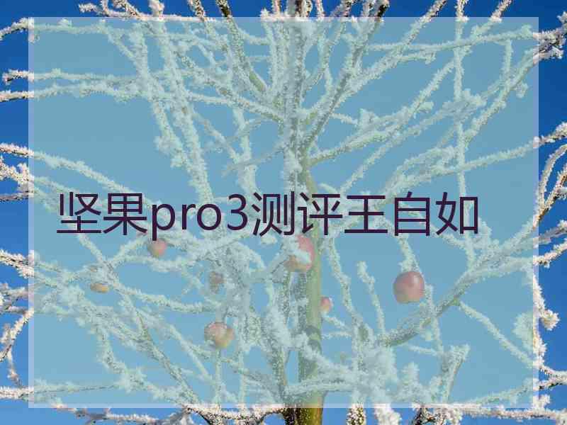 坚果pro3测评王自如