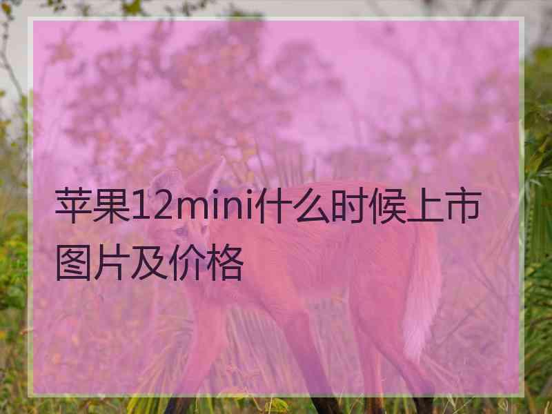 苹果12mini什么时候上市图片及价格