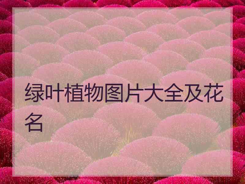 绿叶植物图片大全及花名