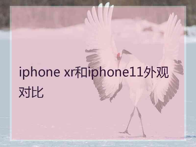 iphone xr和iphone11外观对比