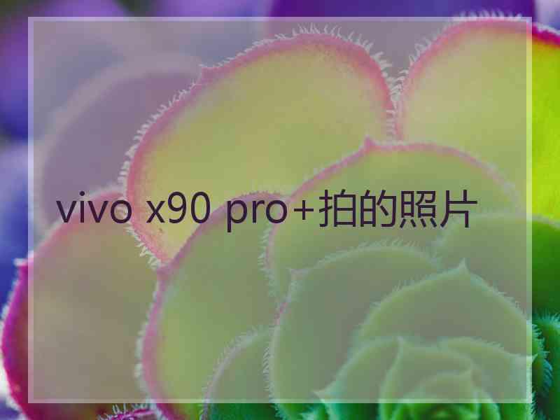 vivo x90 pro+拍的照片