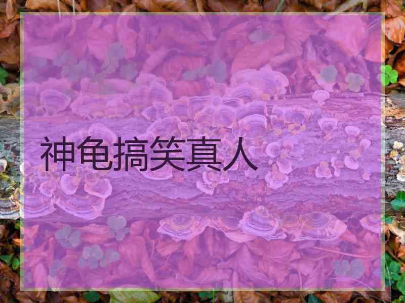 神龟搞笑真人