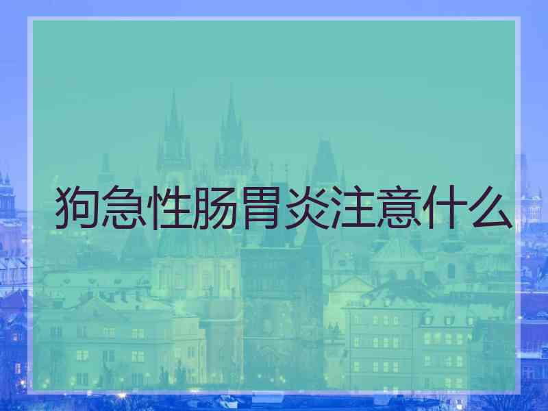 狗急性肠胃炎注意什么