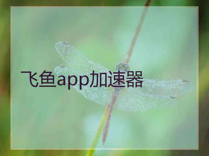 飞鱼app加速器