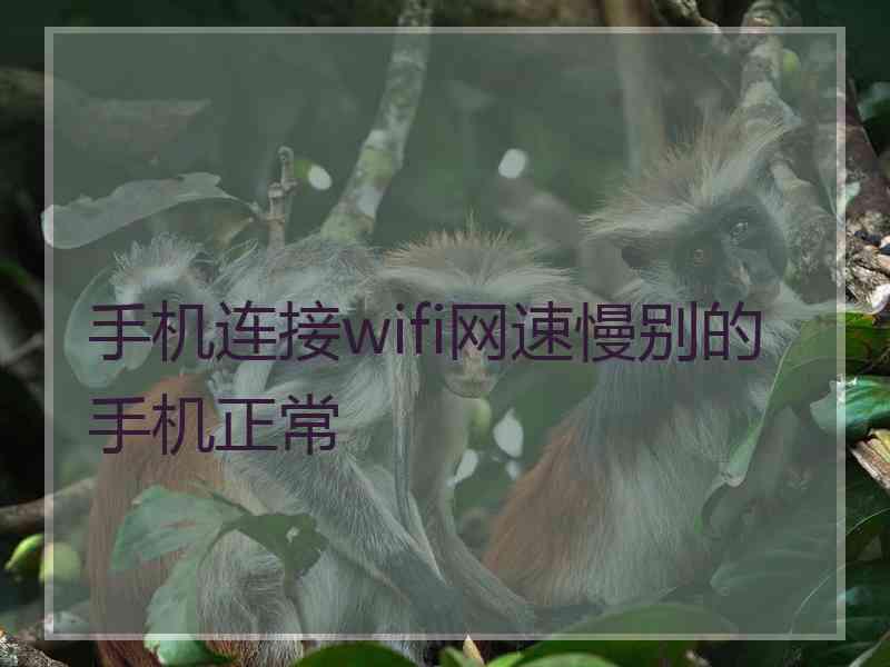 手机连接wifi网速慢别的手机正常