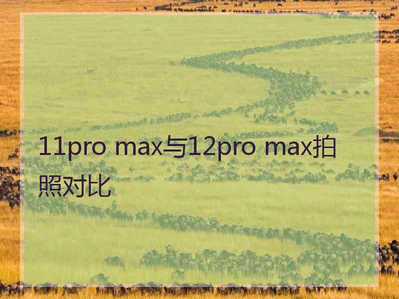 11pro max与12pro max拍照对比