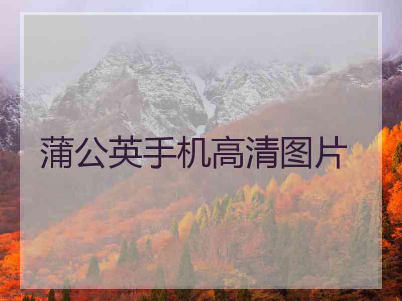 蒲公英手机高清图片