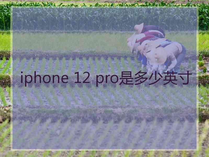 iphone 12 pro是多少英寸