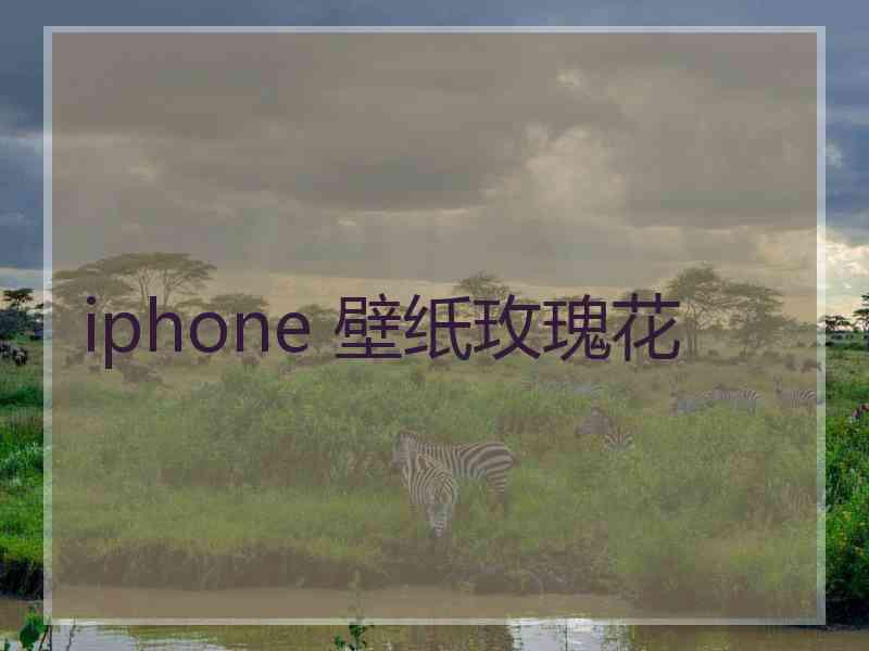 iphone 壁纸玫瑰花