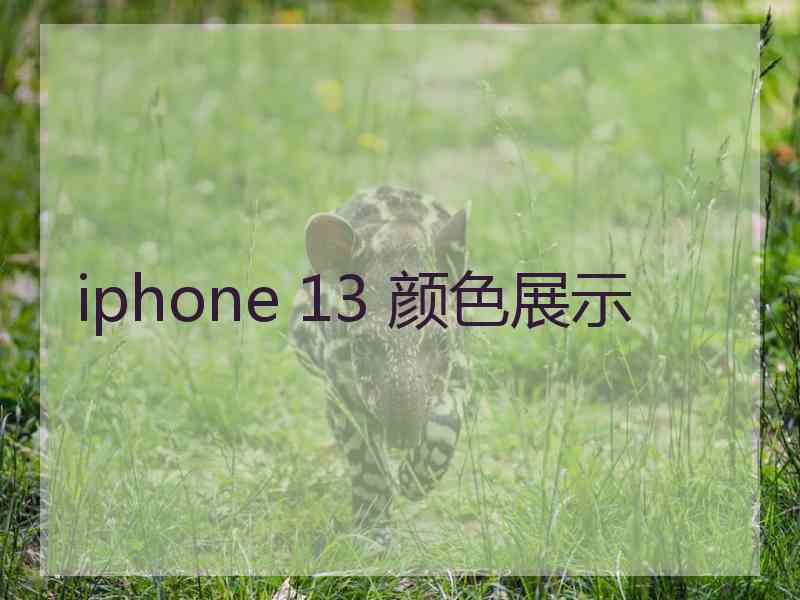 iphone 13 颜色展示