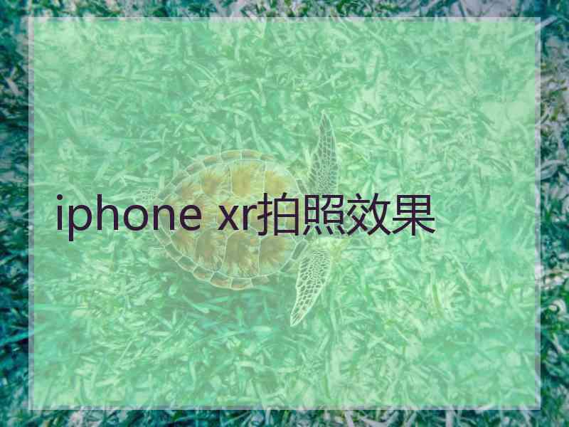 iphone xr拍照效果