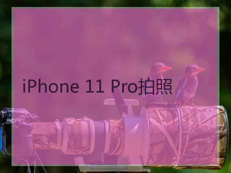 iPhone 11 Pro拍照