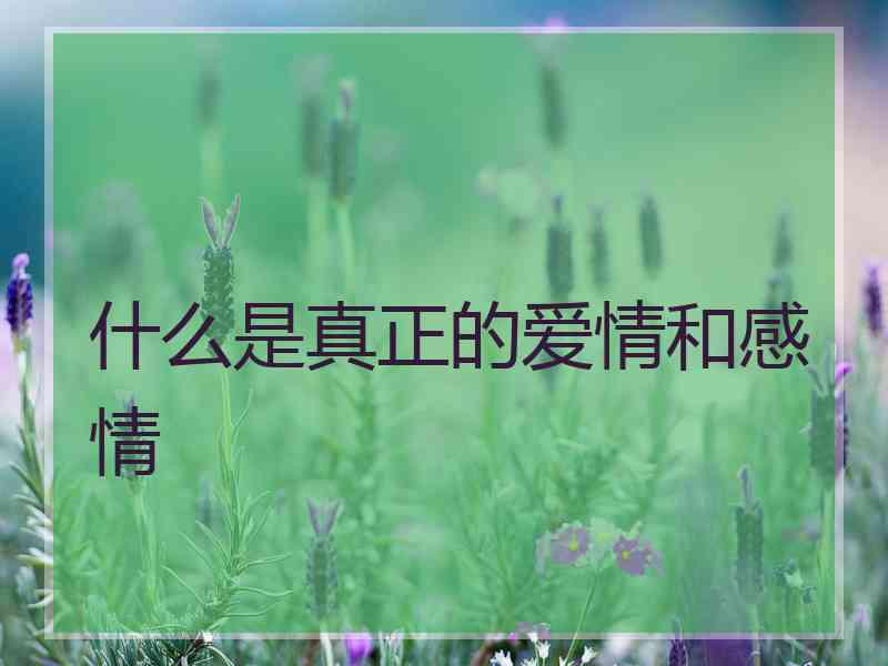 什么是真正的爱情和感情