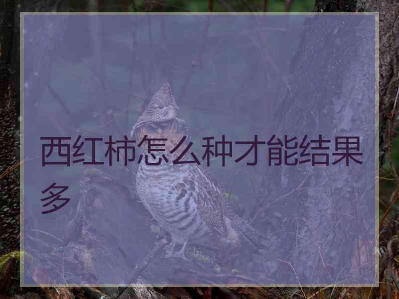 西红柿怎么种才能结果多