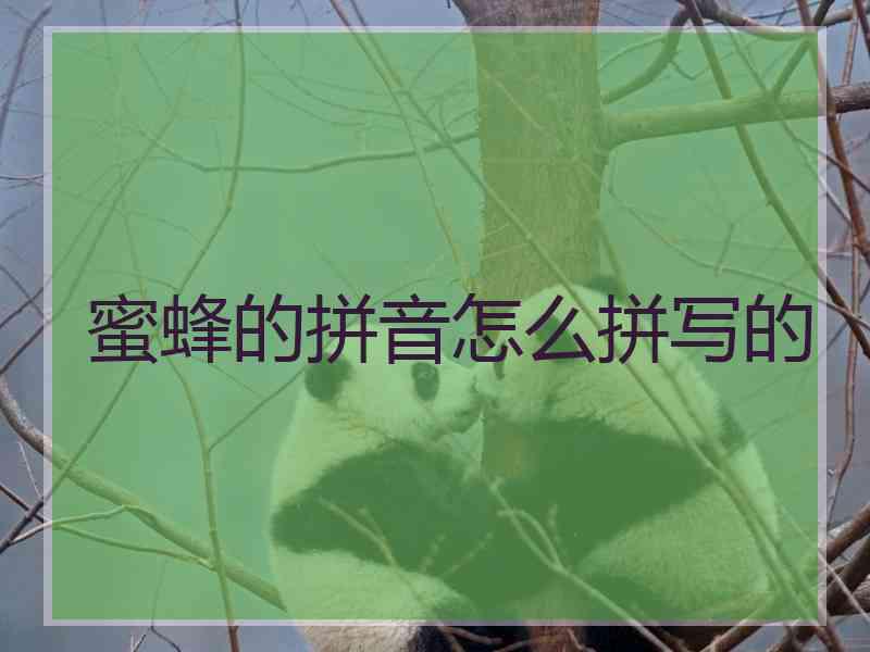 蜜蜂的拼音怎么拼写的