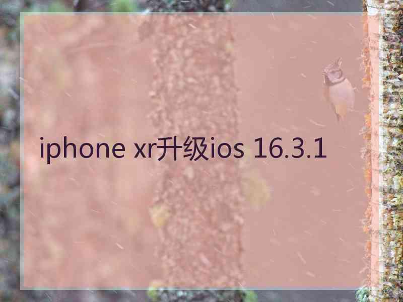 iphone xr升级ios 16.3.1