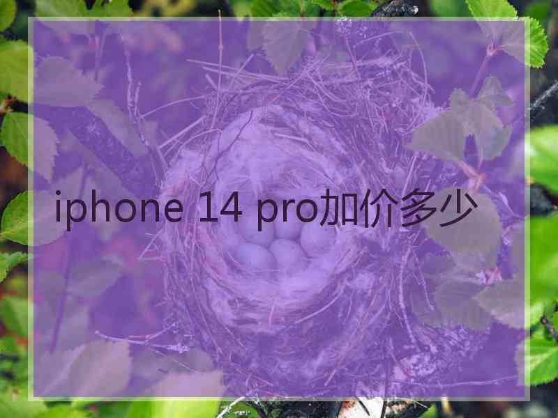 iphone 14 pro加价多少