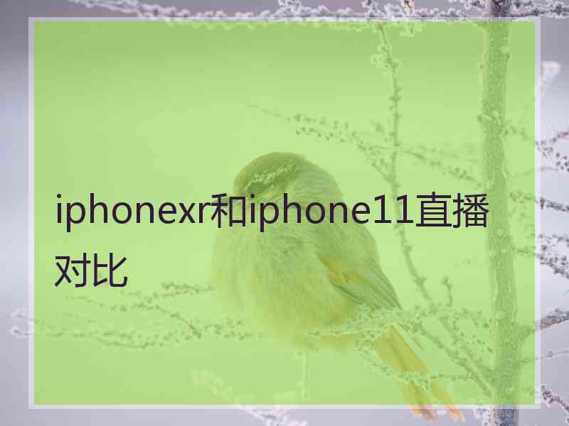 iphonexr和iphone11直播对比