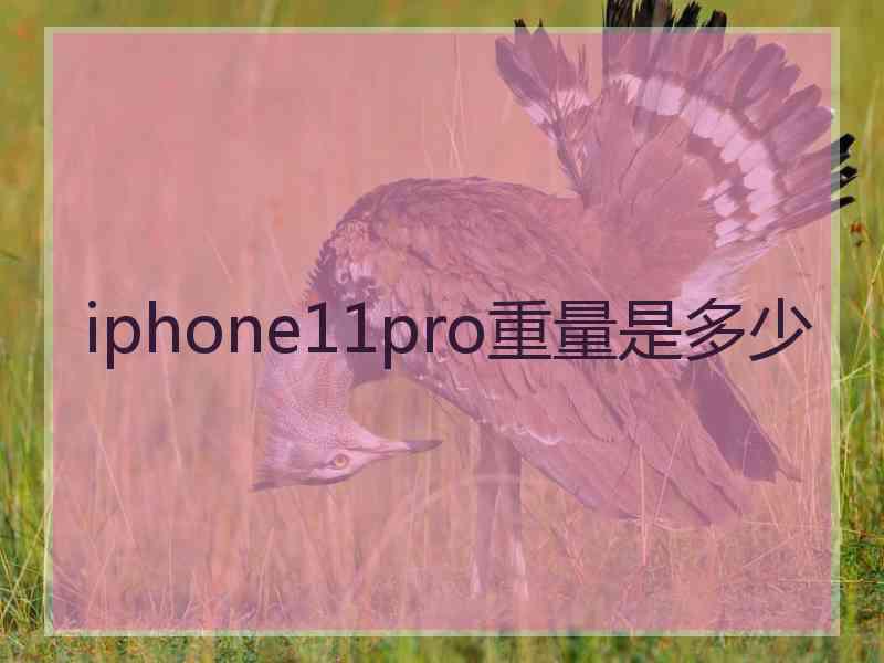 iphone11pro重量是多少