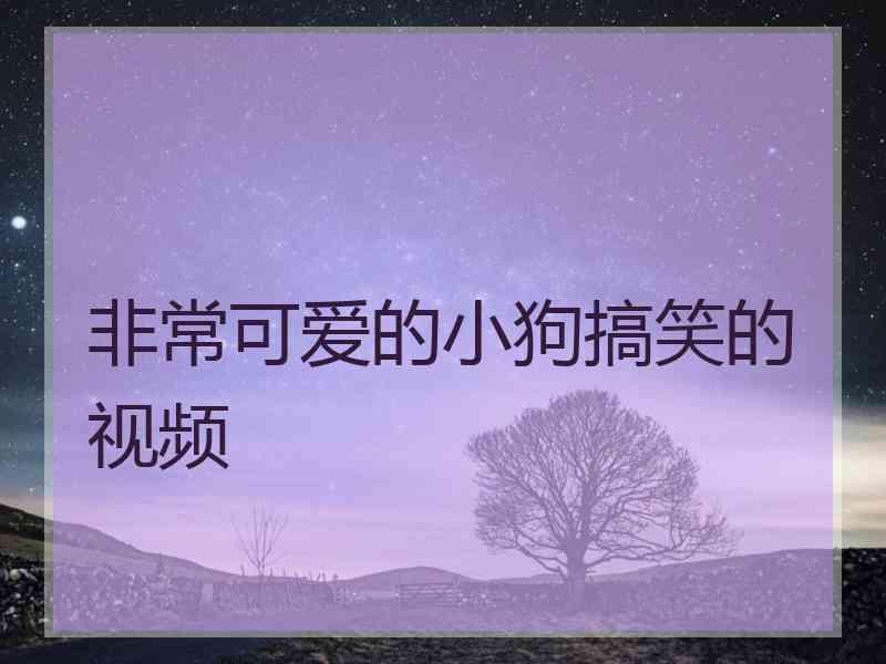 非常可爱的小狗搞笑的视频