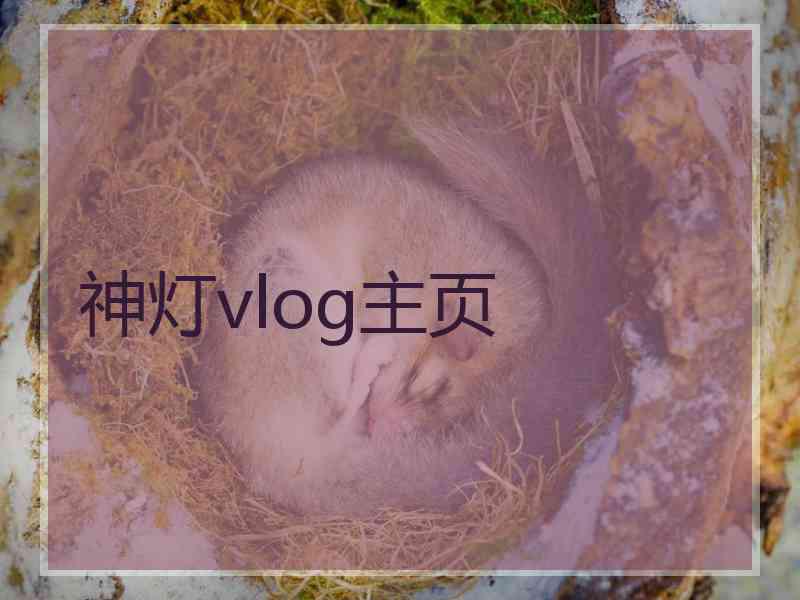 神灯vlog主页