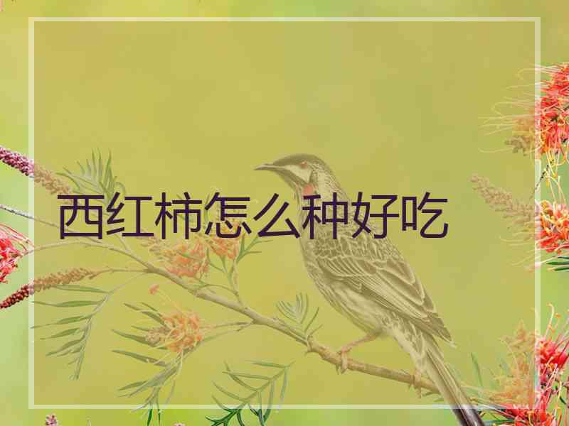 西红柿怎么种好吃